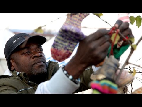 Christmas tree a gift of love for refugees in Greece