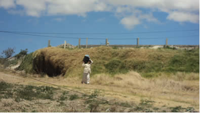 María llegando a casa después de un día de trabajo de jornal, cargando mollejas de gallina para vender en la feria del sábado en Julio Andrade. Foto: Dalila Calán Flores.