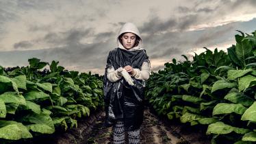 美国：青少年不应涉足烟草农场 
