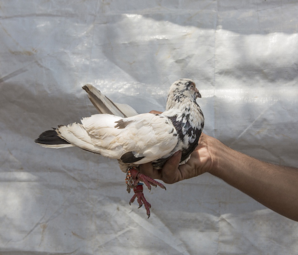 Syrian refugee Mahmoud shows off his prized male Syrian pigeon. Mahmoud brought six of his best birds with him when he fled to Lebanon.