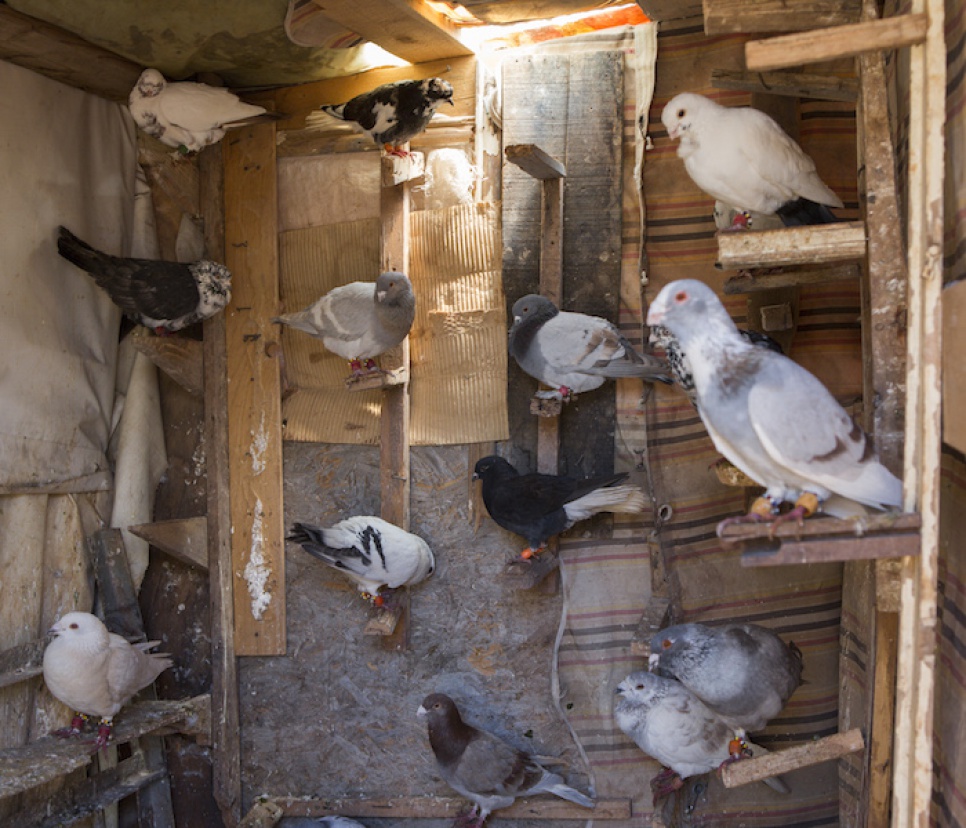 Pigeons belonging to a Syrian refugee sit inside their coup.