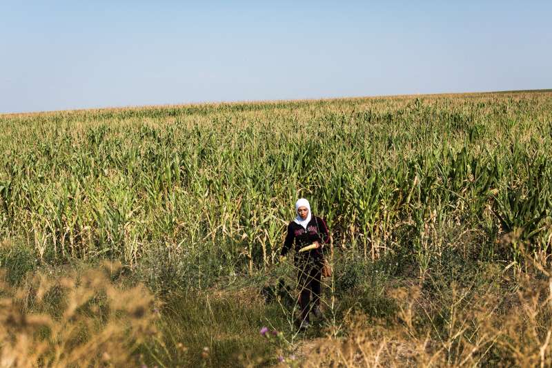 During a brief bus stop a Syrian woman picks cobs of corn from a field in Serbia. The group are travelling north to the Hungarian border. 