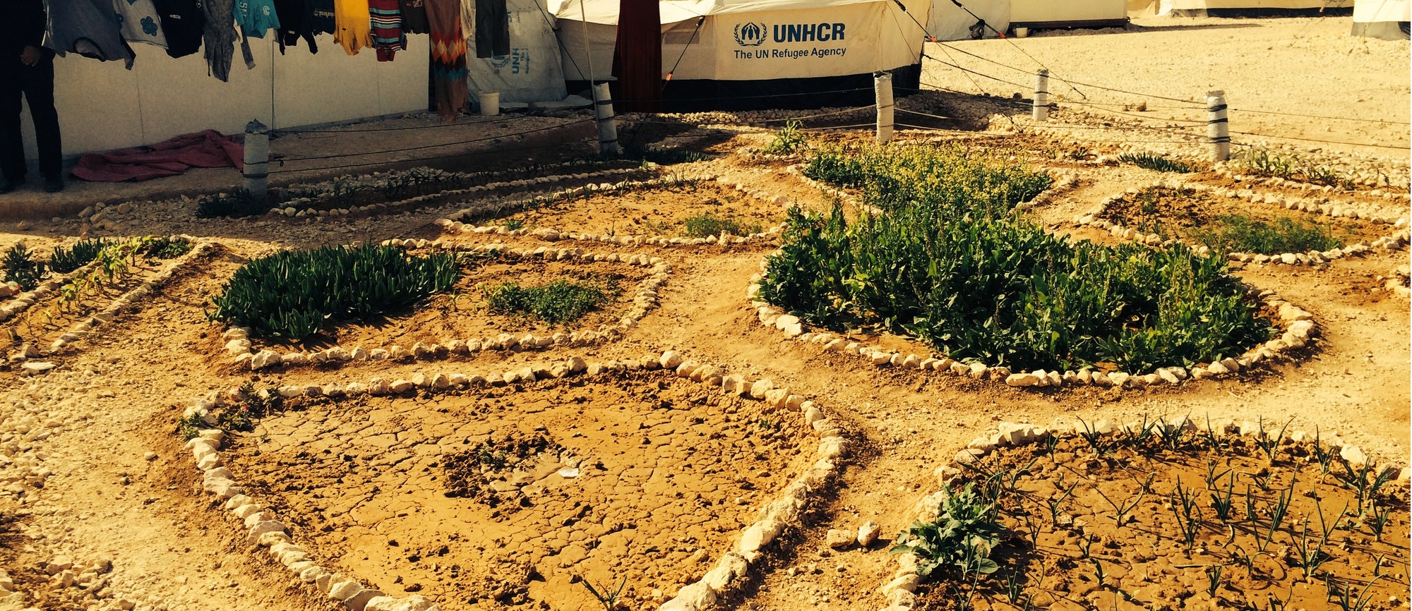 Photo of a garden in Za'atari camp