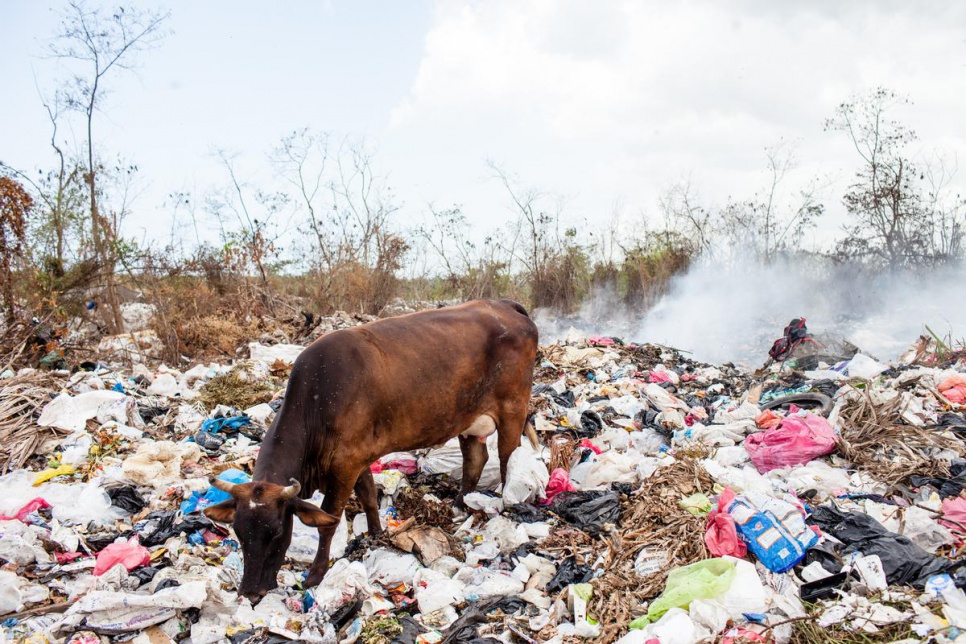 A cow looks for food at San Pedro de Macoris municipal dump.