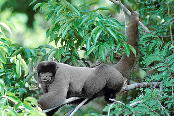 (Lagothrix lagotricha) - Macaco Barrigudo - Amazônia - Brasil