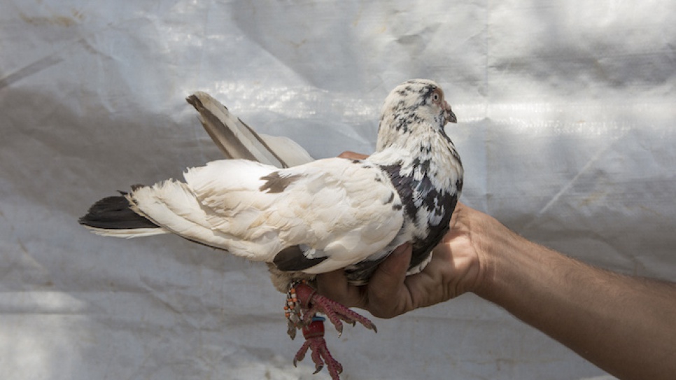 Syrian refugee Mahmoud shows off his prized male Syrian pigeon. Mahmoud brought six of his best birds with him when he fled to Lebanon.