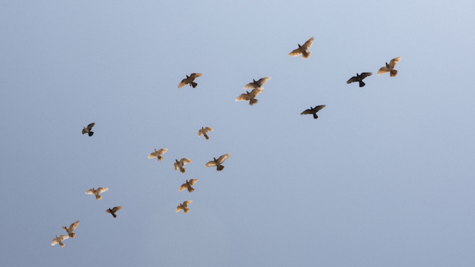 Pigeons belonging to Saleh fly over the Mar el Kokh tented settlement in southern Lebanon.