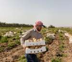 Khaled, a Syrian refugee, harvests potatoes in Jordan after being gran...