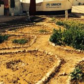 Photo of a garden in Za'atari camp