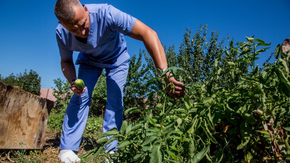 Medical doctor Alexander Solyanoy, 43, picks vegetables in his garden, which was destroyed during the 2014 conflict in the eastern Ukrainian region of Luhansk.