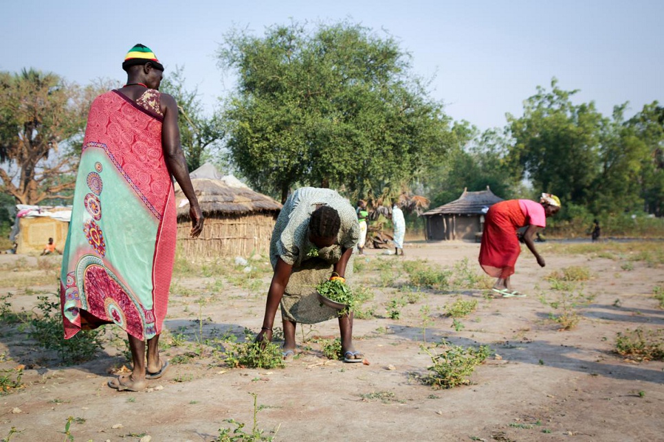 Without money to buy food, families are forced to survive on what they can find: in this case, weeds growing wild near their temporary homes.