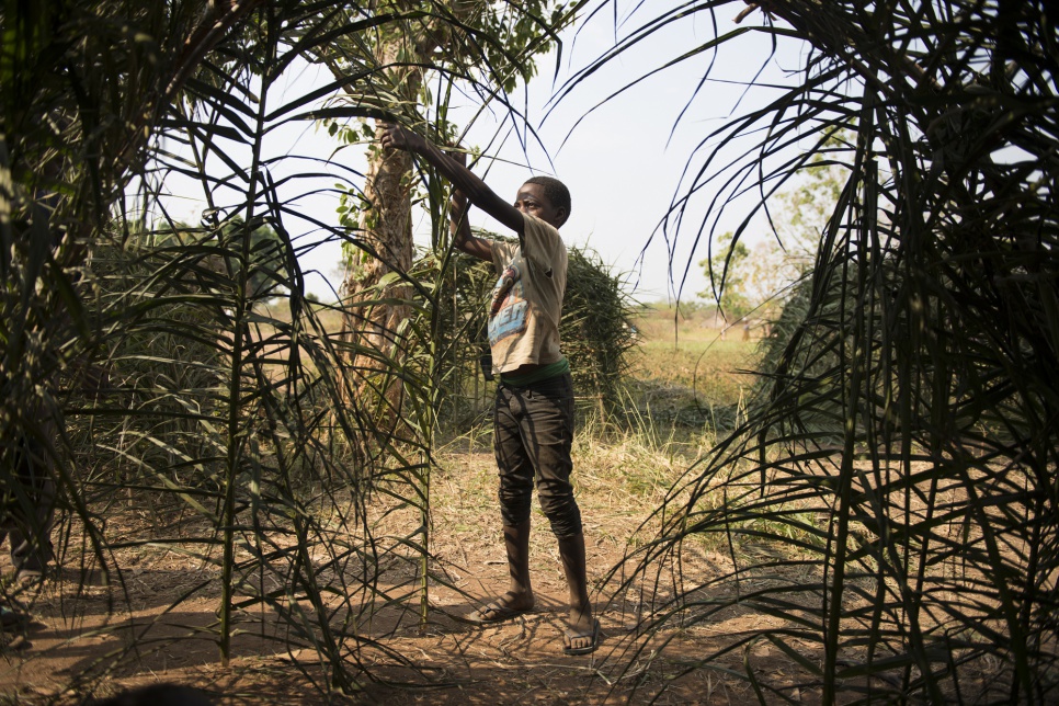 Emmanuel, 13, builds his own shelter with palm trees in Bitima. Hundreds of refugees from South Sudan have found shelter in this small Congolese village near the border.