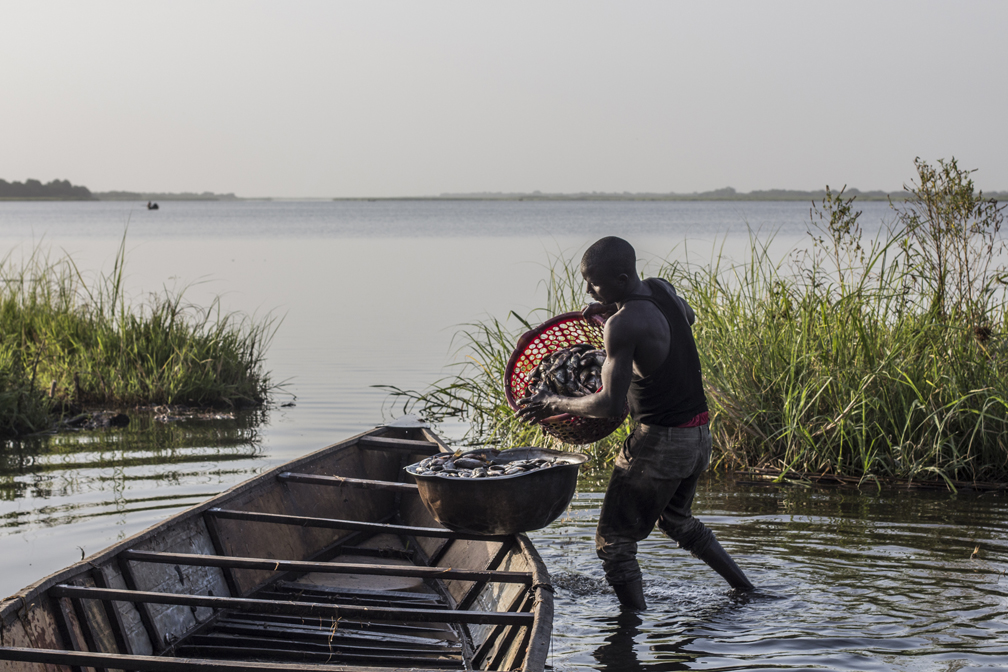 A Nigerian refugee unloads his morning catch after fishing on the Lake Chad. © UNHCR / Oualid Khelifi