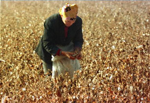 A female Uyghur farmer picks cotton in a field near Urumqi in this undated file photo.