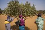  لاجئات سودانيات يبحثن عن التوت البري بالقرب من مخيم طولوم للاجئين. والجدير ذكره أن هذا التوت كان يتناول بكثرة خلال مجاعة الساحل الإفريقي في الثمانينيات، ويجب أن يطهى لعدة ساعات للتخلص من السموم التي يحويها قبل أن يتم طحنه واستخدامه كبديل عن الحبوب.