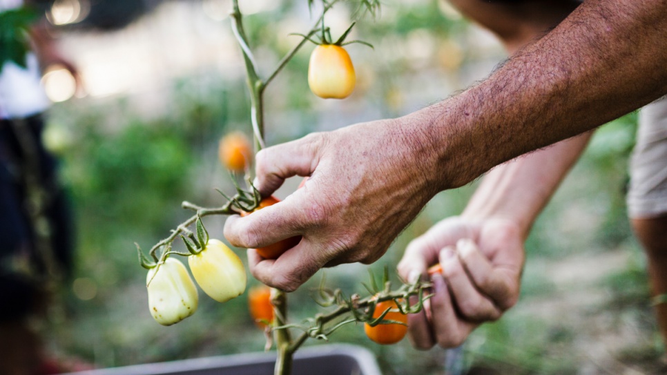 Horticulturalist David Triboulot, who helps the refugees with tips and other advice, gathers tomatoes in the communal garden. 