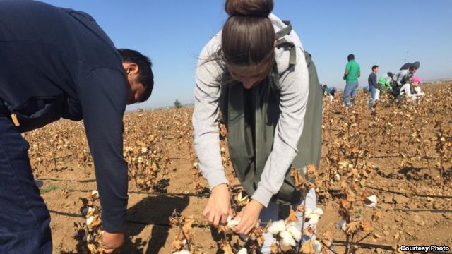 The government in Tashkent uses one of the world's largest state-sponsored systems of forced labor to harvest Uzbek cotton.