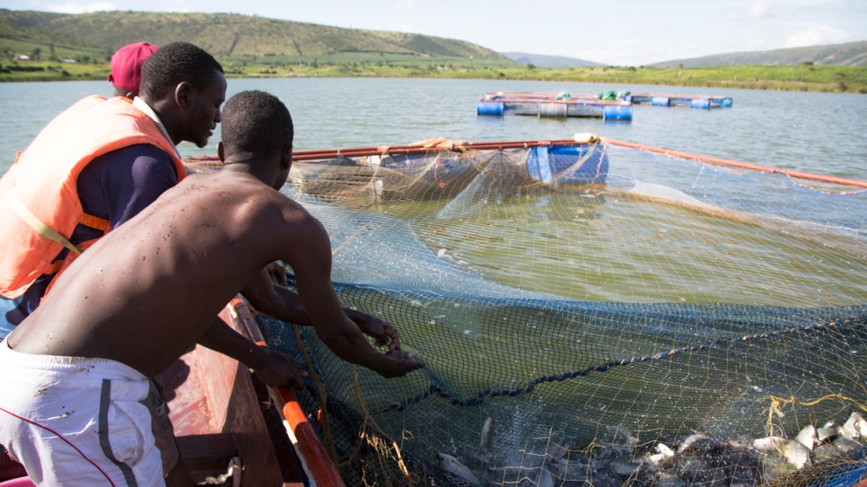 Members of a fish farm association harvest white tilapia from Lake Rwamunga in Uganda's Isingiro district.