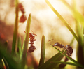 Black ants invasion conquering garden - PhotoDune Item for Sale