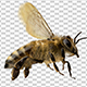 Bee - VideoHive Item for Sale