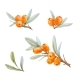 Watercolor Sea Buckthorn