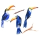 Watercolor Set of Tropical Birds Toucans