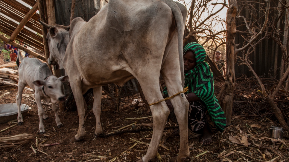 A farmer milks her cow. She sells the milk to the Dairy Retail Cooperative  run by Somali women at the Melkadida refugee camp.