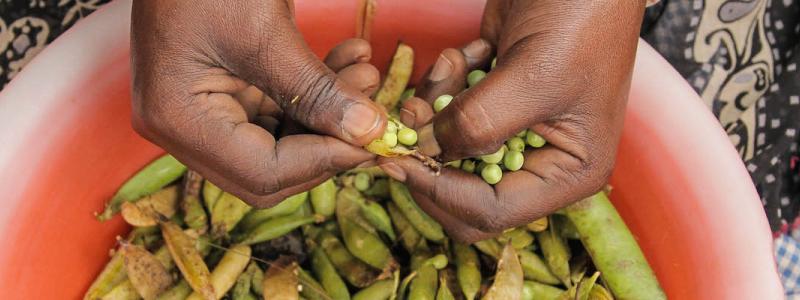 A woman shells beans in the market