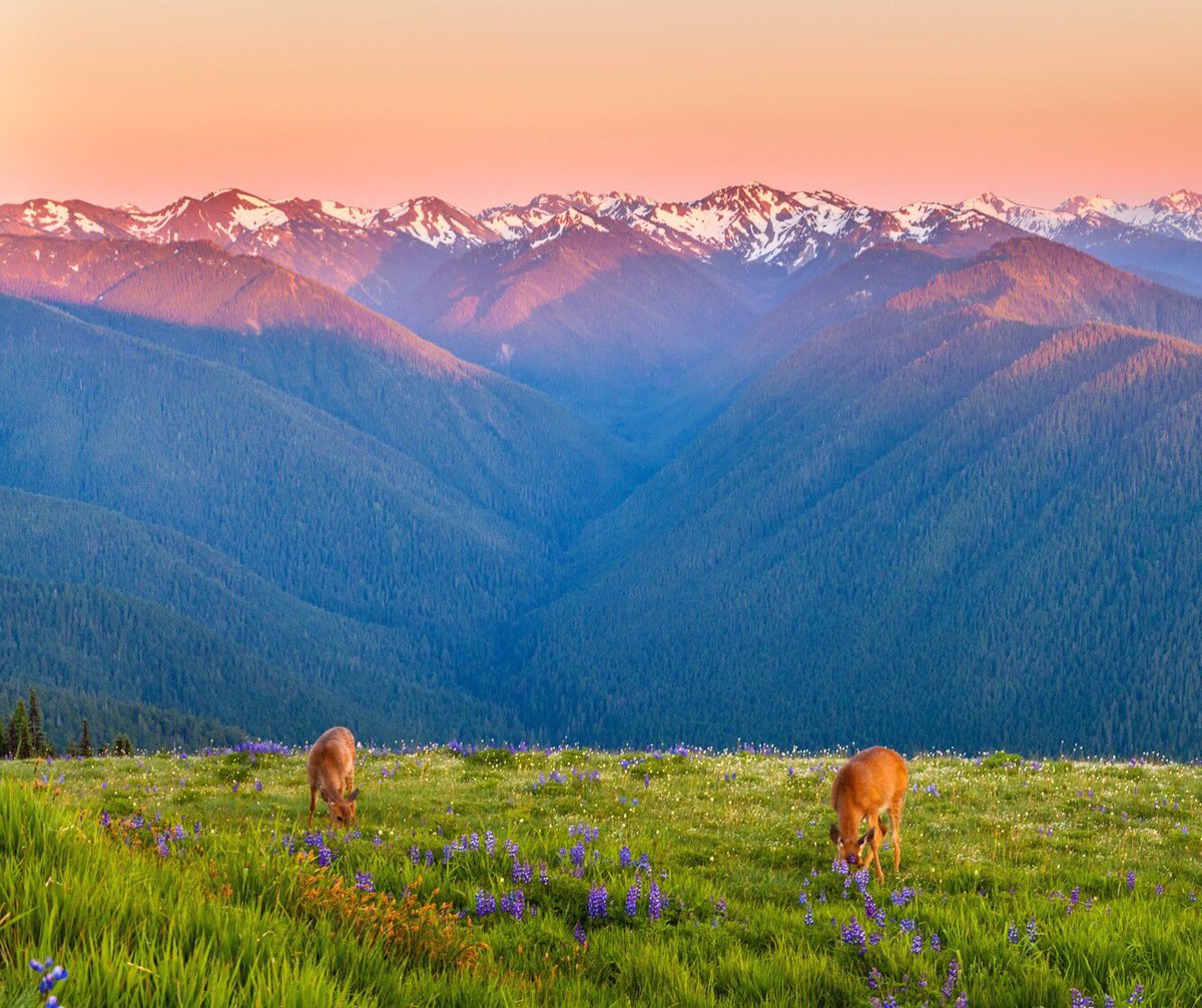 Two deer eat in a field of wildflowers and grass with snow-capped mountains glowing in the setting sun