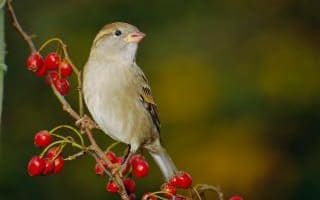 Sparrow with berries