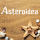 Asteroidea