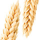 Collection of Isolated Wheat