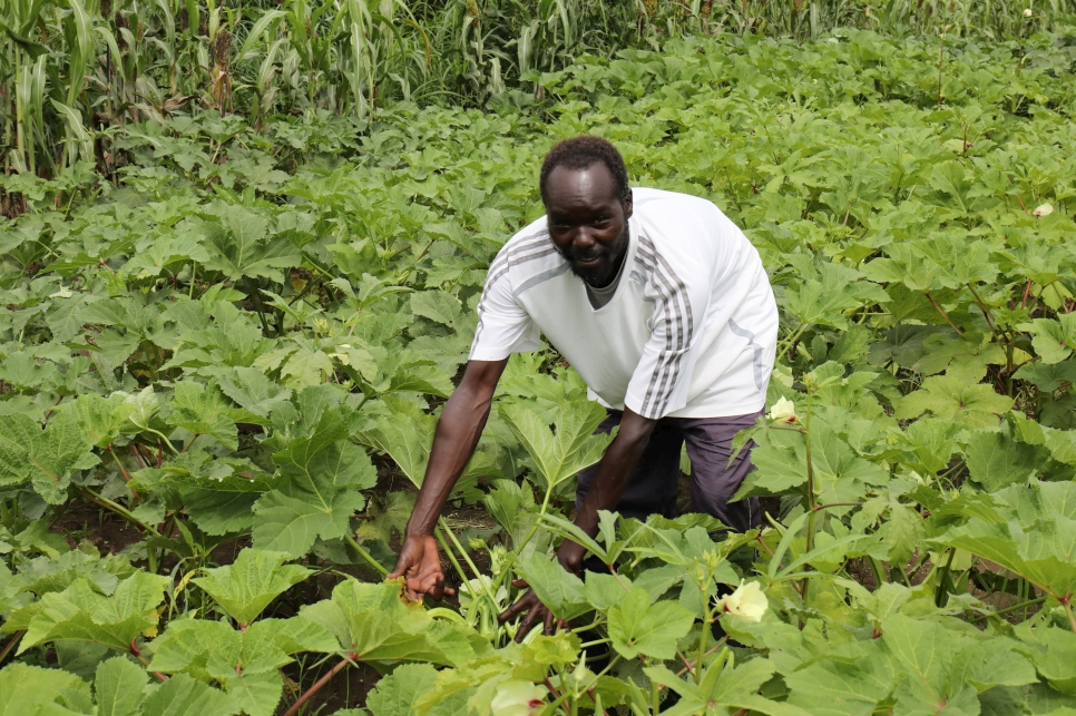 Othow Nyigwo shows off the lush okra growing in his farm in Gorom settlement.