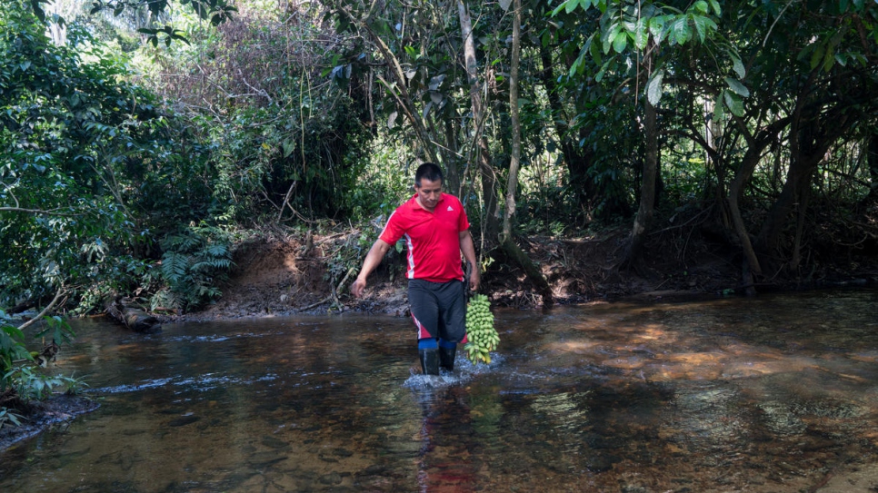 Armando Cuasaluzan Pai, 38 ans, ramène un régime de bananes chez lui. Chacune des 17 familles de la colonie Awá Mayasquer de Villagarzón a reçu quatre hectares de terres à cultiver.  