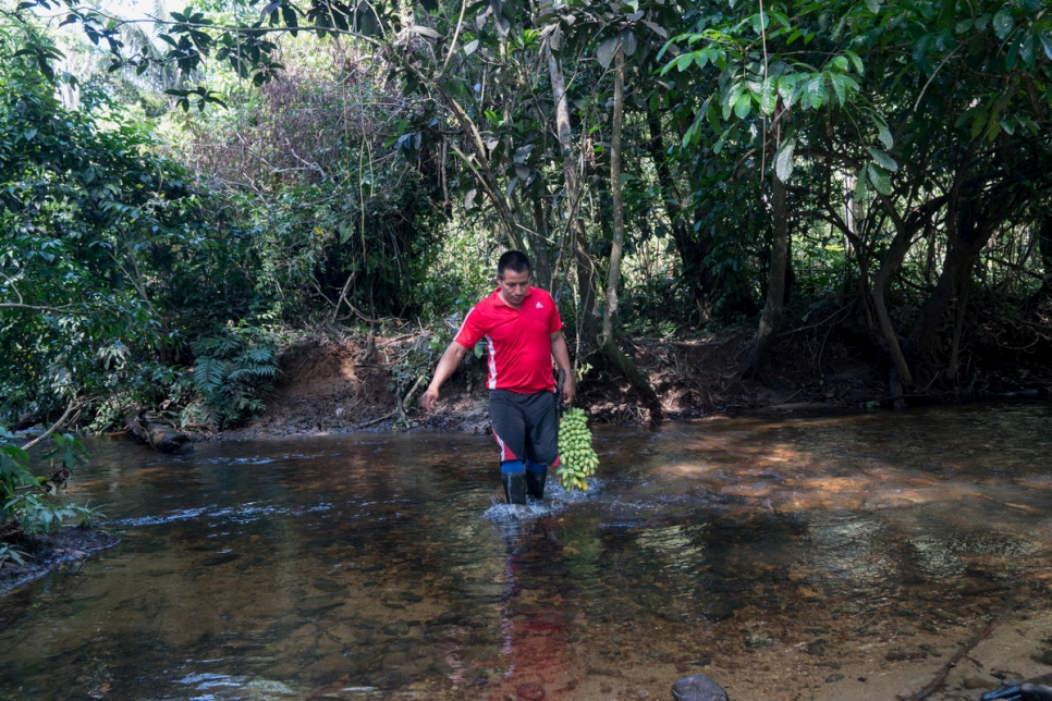 أرماندو كواسالوزان باي، 38 عاماً، يحمل حزمة موز إلى بيته. وقد تلقت كل عائلة من العائلات البالغ عددها 17 في مخيم الآوا ماياسكر في فيلاغرزون أربعة هكتارات من الأراضي لزراعتها.