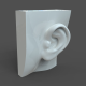 CAD-friendly solid body Woman Ear Model F1P1D0V1ear