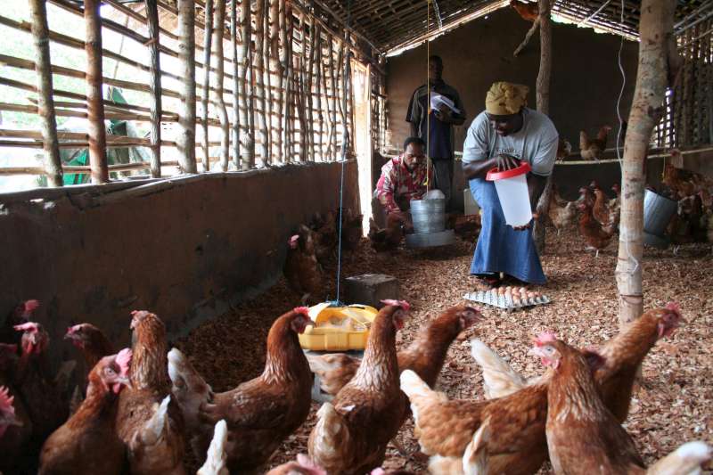 Mozambique / Maratane Refugee Camp / UNHCR has initiated a programme to improve self-sufficiency of refugees, including providing chickens to refugees to improve incomes. The scheme operates like a micro-finance scheme, with the beneficiaries repaying the investment, which is then extended to new beneficiaries. / UNHCR / J. Redden / 29 November 2006