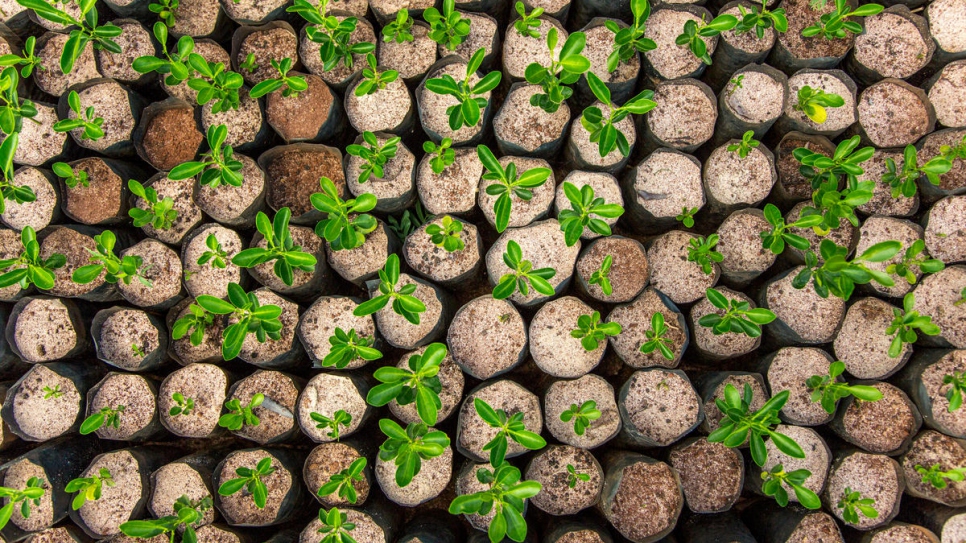 Young trees sprout at the REDESO tree nursery in Nduta refugee camp.