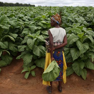 Zimbabue: el trabajo en tabacaleras perjudica a los niños 