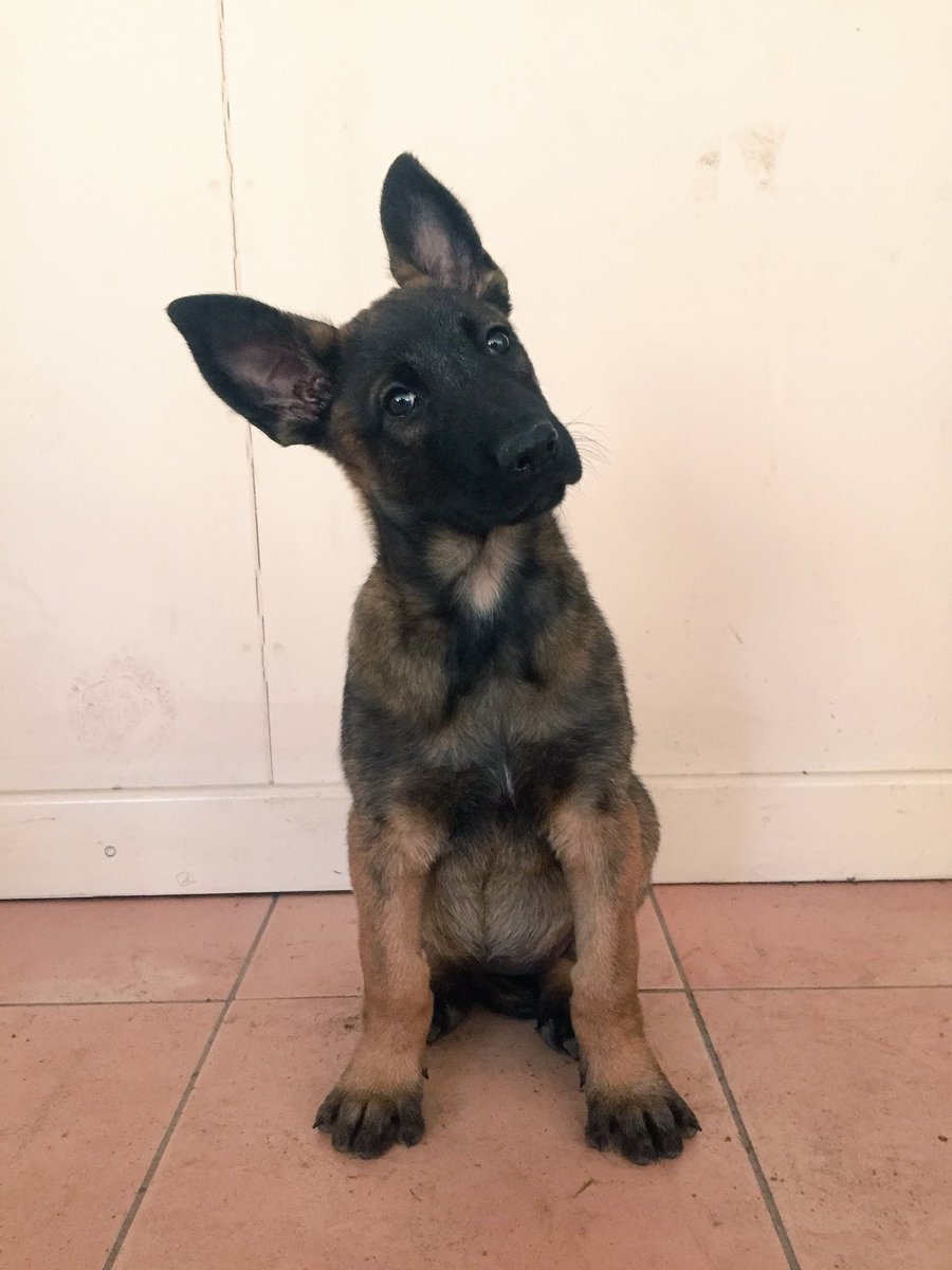 8 week old Malinois puppy, sitting looking at camera, head tilted to one side!! Very cute 🙂