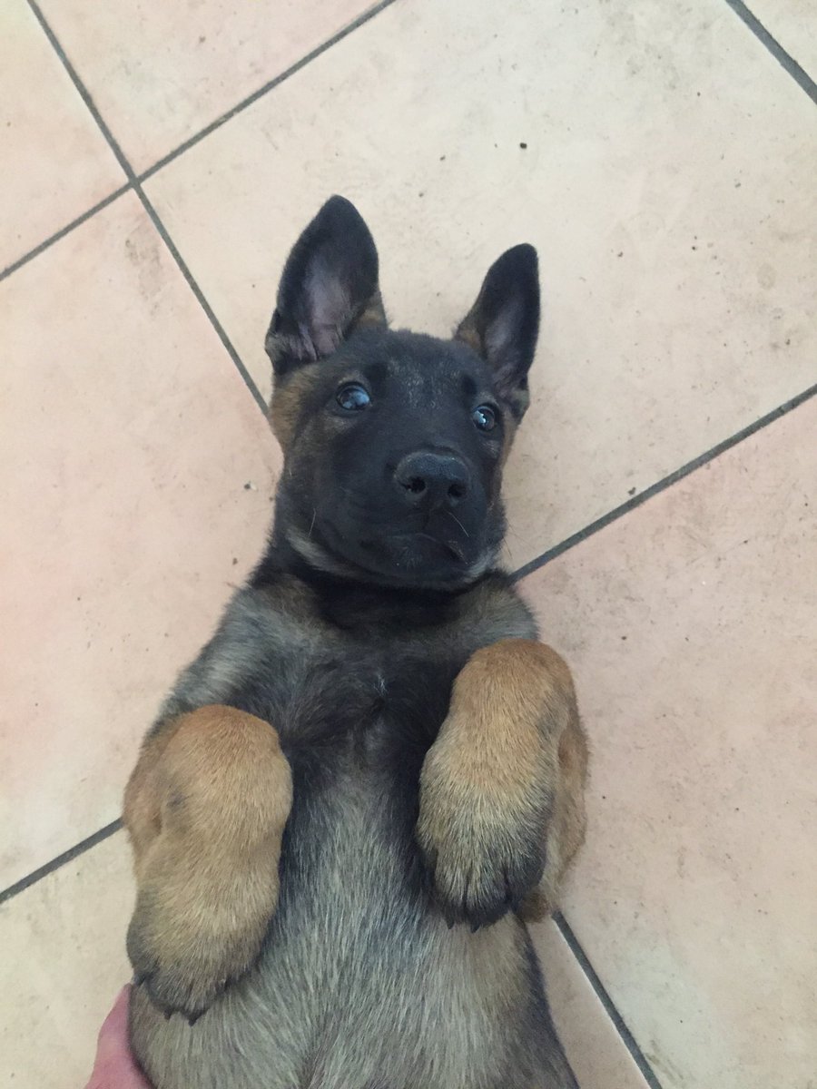 8 week old Malinois puppy, laid on her back, looking at camera, front legs flopping on chest!! Very, very, very cute 🙂