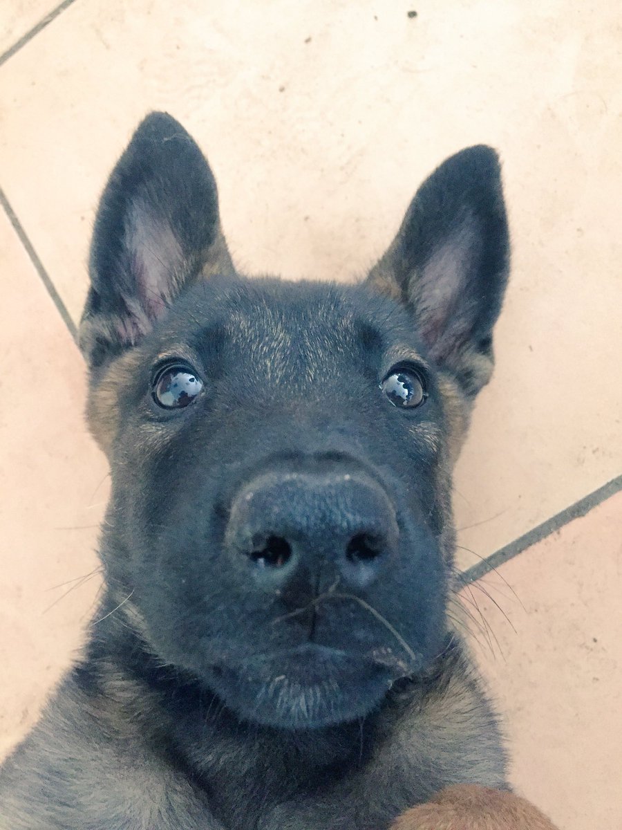 8 week old Malinois puppy, laid on her back, looking at camera, close up of head, from nose end!! Very, very cute 🙂