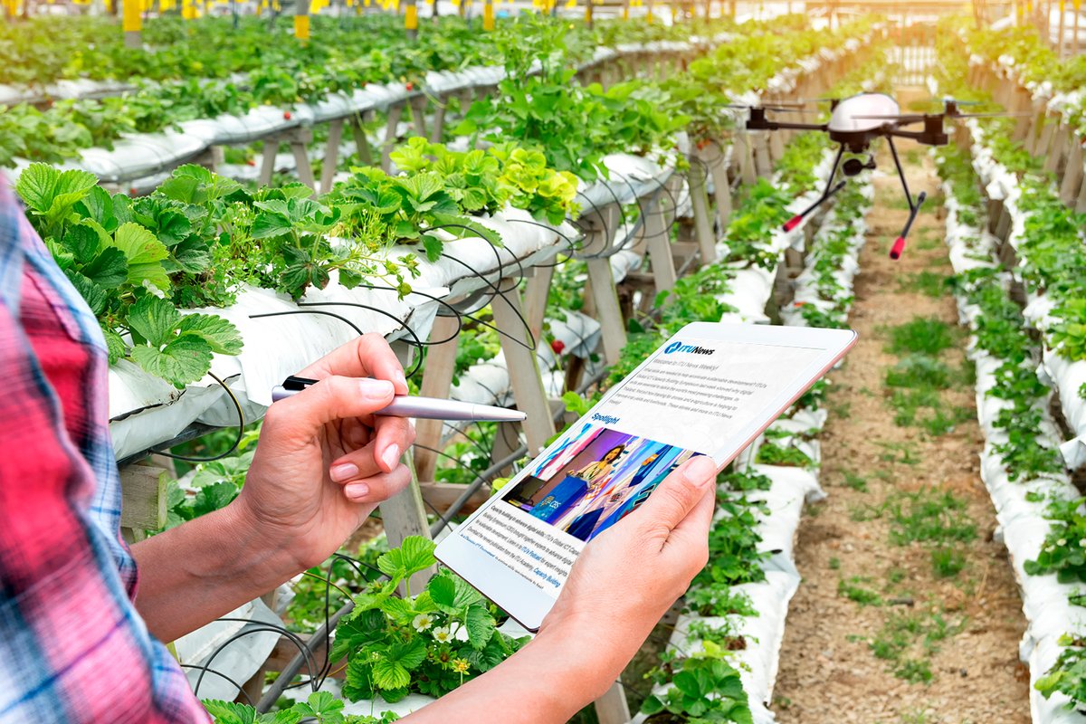Woman flies a drone over mass strawberry crops and check the latest copy of ITU News weekly on her tablet