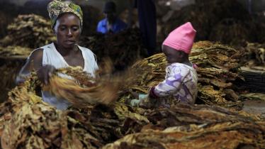 Witness: Tobacco Farmers Kept in the Dark 