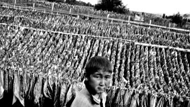 Kazajstán: Engaño y explotación para los trabajadores migrantes del tabaco