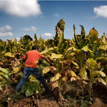 Tabacaleras se comprometen a proteger a trabajadores infantiles en todo el mundo