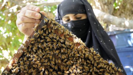 Afghanistan / Skills like bee-keeping empower vulnerable Afghan returnee women who would otherwise not be able to make a living. / UNHCR / R. Arnold / September 2008