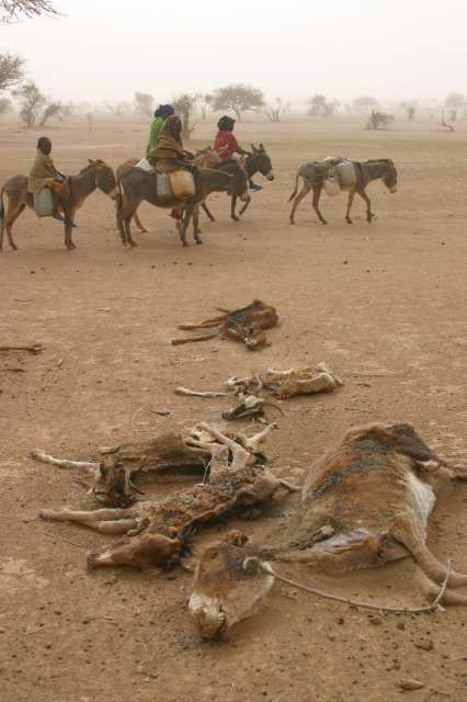 Many livestock brought by the refugees