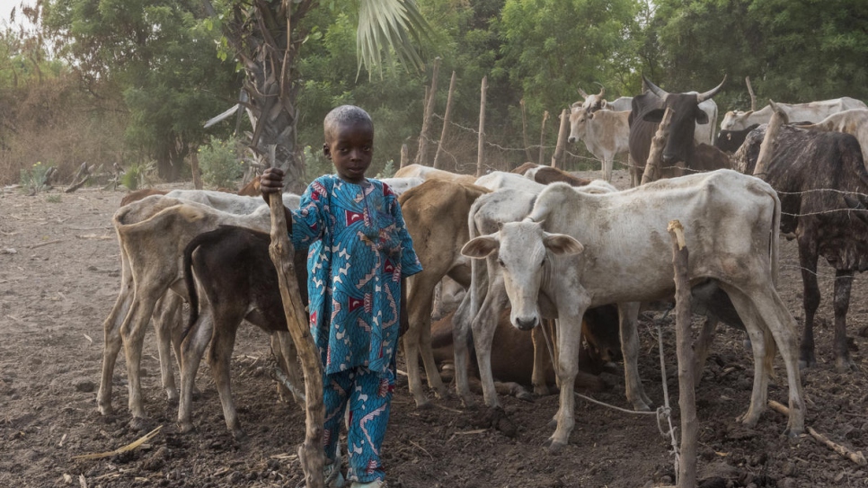 Four-year-old  Rachel Tall with some of the family cattle, Kong, Côte d'Ivoire. 