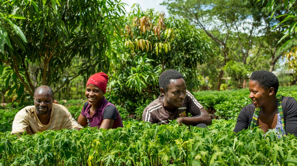 Des travailleurs réfugiés du Burundi dans la pépinière REDESO du camp de réfugiés de Nduta.